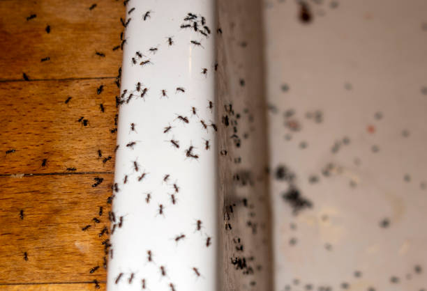 Best Pest Removal Services  in Lan, MI